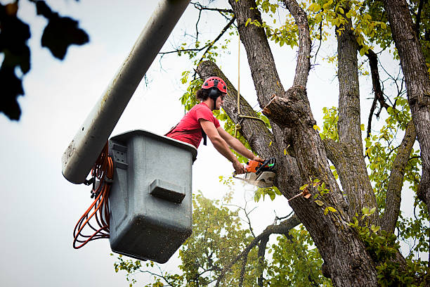 Best Hazardous Tree Removal  in Downers Grove, IL